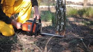 Best Palm Tree Trimming  in Quitman, TX