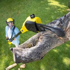 Best Tree and Shrub Care  in Quitman, TX