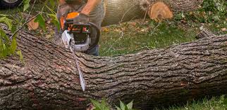 Best Soil Testing and Treatment  in Quitman, TX