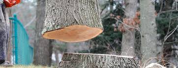 Trusted Quitman, TX Tree Services Experts