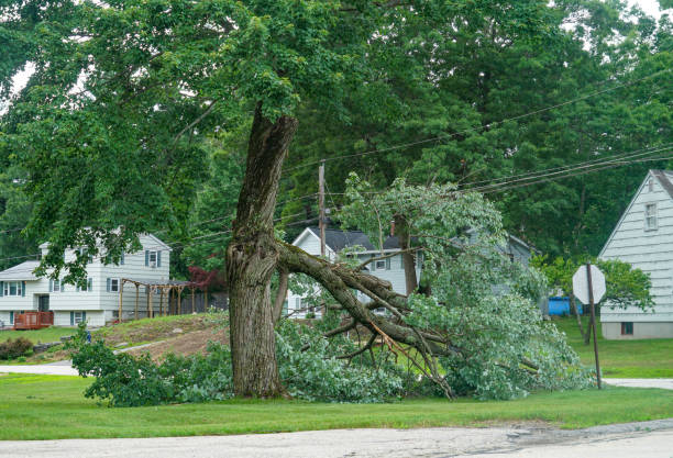 Best Tree Maintenance Programs  in Quitman, TX