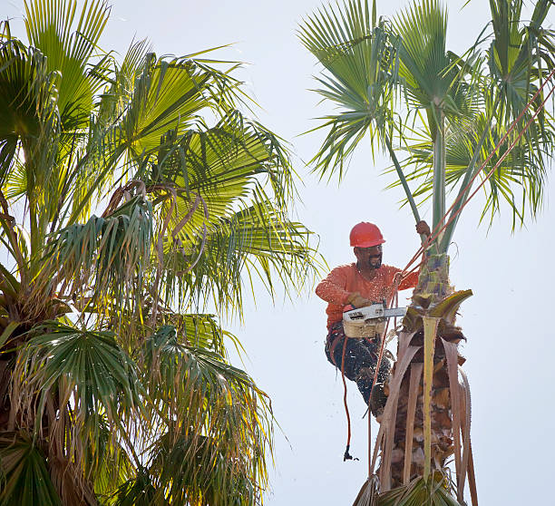 Best Utility Line Clearance  in Quitman, TX