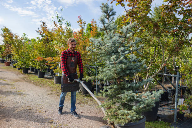 Best Tree Cabling and Bracing  in Quitman, TX